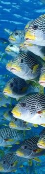 3D Книгоразделител риби Sweetlips MCA26