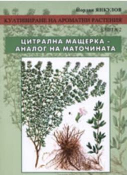 Култивиране на ароматни растения, книга 2/ Цитрална мащерка - аналог на маточината